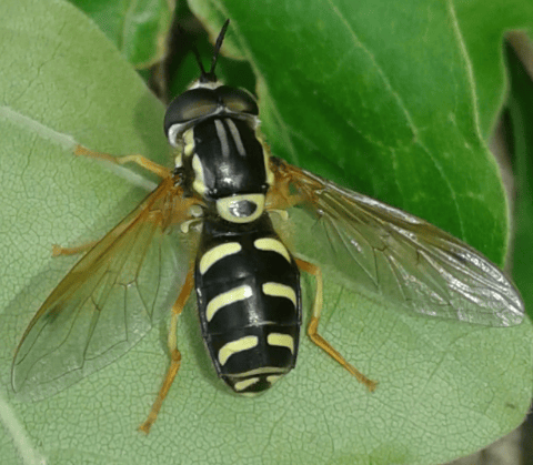 Syrphidae : Chrysotoxum cfr. lineare